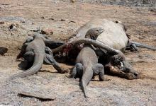 Драконы острова Комодо – как стратегия в охоте помогает выиграть смертельную схватку